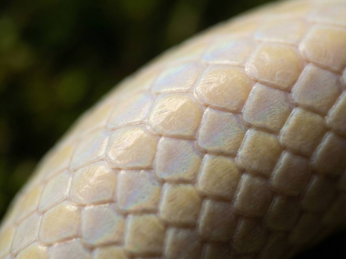 母狗蟒蛇微距视频 - 蟒蛇鳞片微距摄影技巧分享